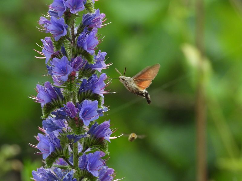 Maja und Oliver Hüftle: Insektenparadies auf dem Dach