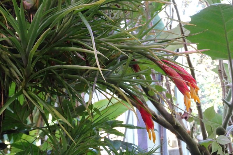 Guzmania angustifolia im Basler Bergregenwald