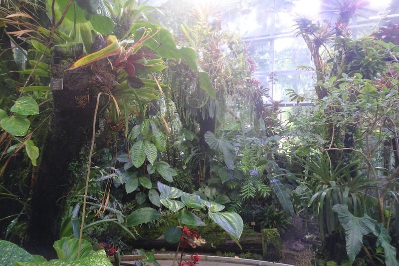 Einmaliges Bergnebelwaldhaus im Botanischen Garten