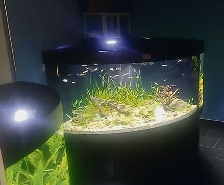 Nach der obligatorischen Quarantänezeit werden die Fische in der Auffangstation AquaLuz von Elias Müller in einem der zahlreichen Aquarien vergesellschaftet – so lange, bis sie ein neues Zuhause gefunden haben.
