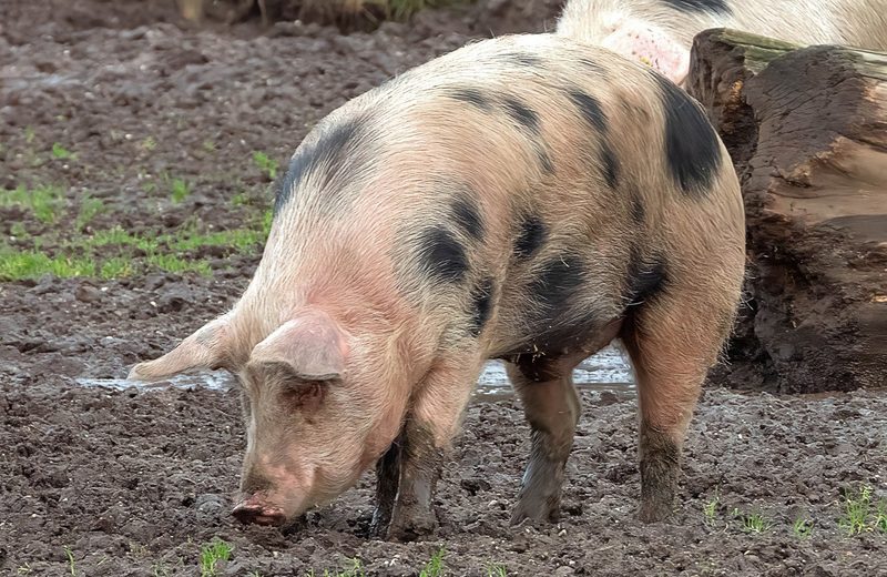 Tierische Helfer in der Permakultur: Vom Bodenbearbeiter bis zum Mäusejäger