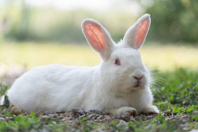 Tierische Helfer in der Permakultur: Vom Bodenbearbeiter bis zum Mäusejäger