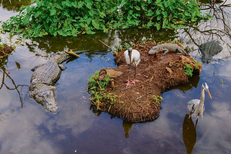 Crocodiles hunting