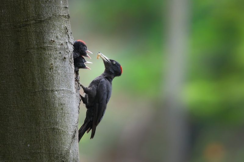 Nestbaustrategien bei Vögeln