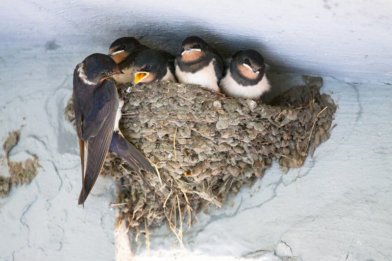 Nestbaustrategien bei Vögeln