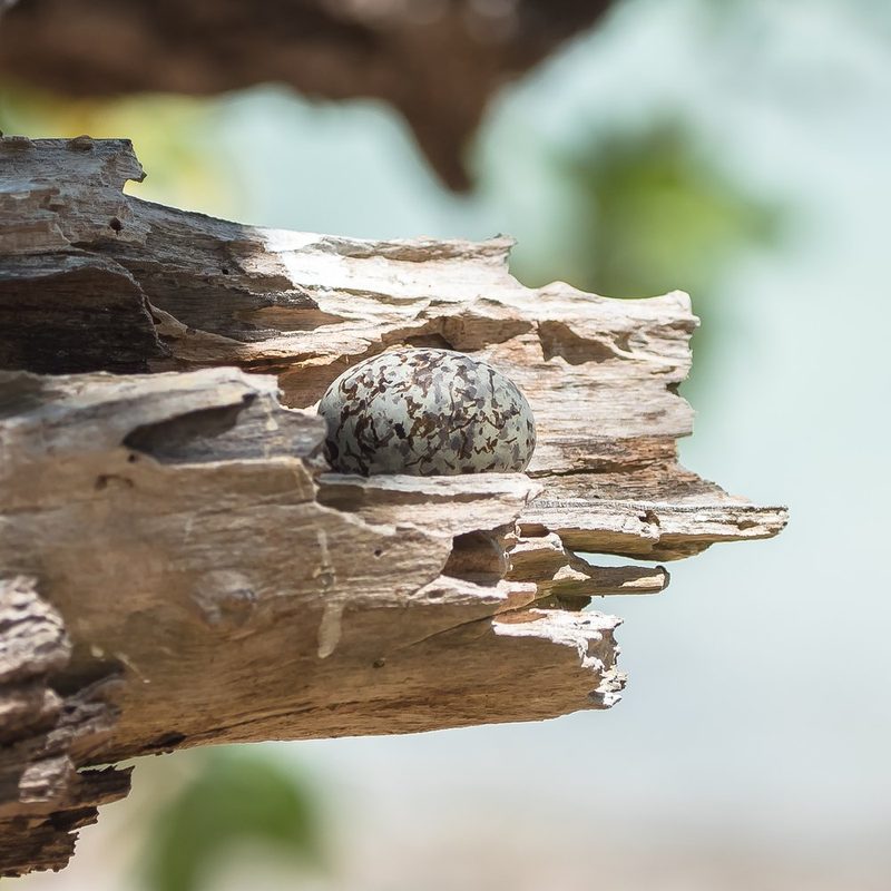 Nestbaustrategien bei Vögeln
