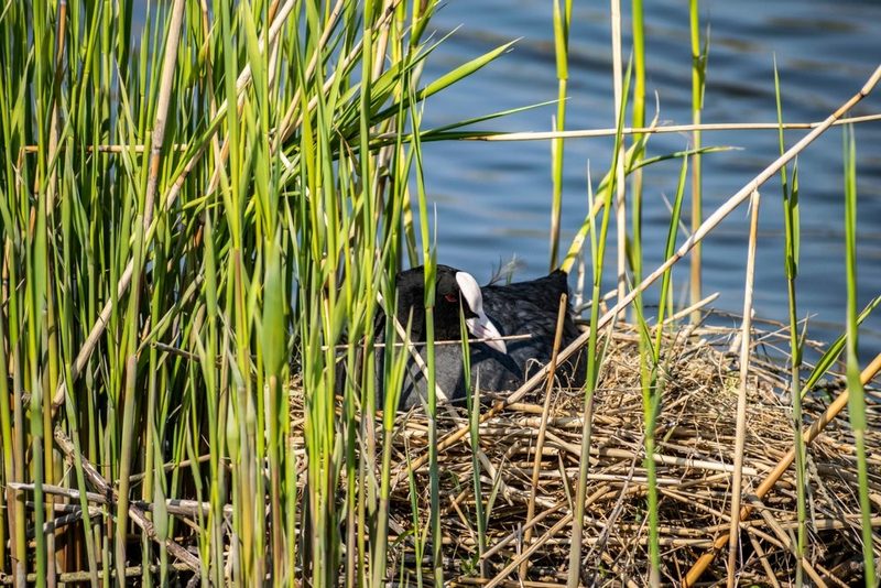 Nestbaustrategien bei Vögeln