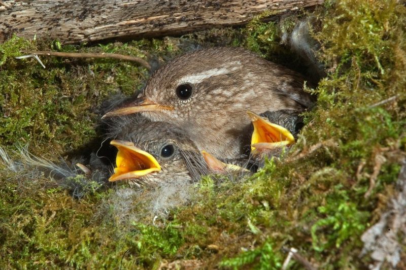 Nestbaustrategien bei Vögeln