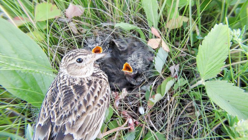 Nestbaustrategien bei Vögeln
