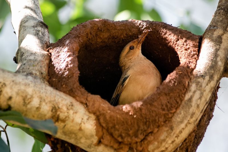 Nestbaustrategien bei Vögeln