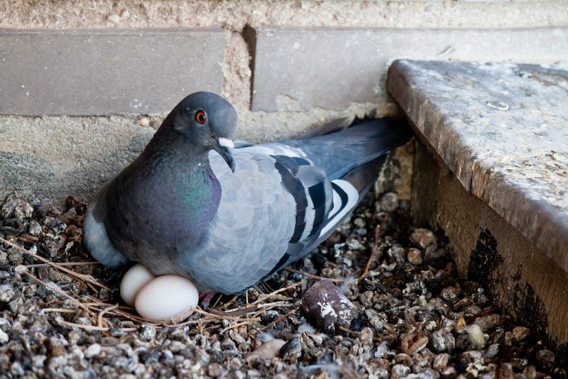 Nestbaustrategien bei Vögeln