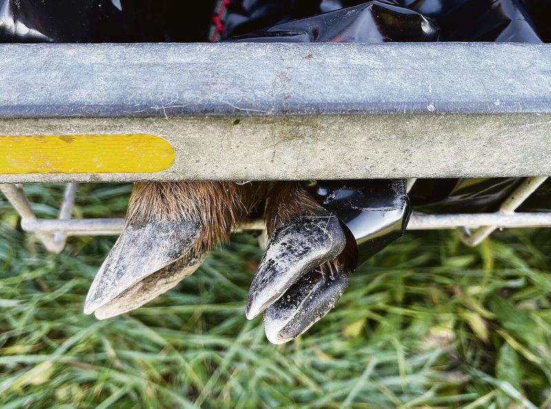 Das Einsammeln und Wegbringen von Kadavern gehört zum Alltag eines Wildhüters.