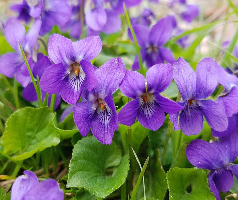 Diese Blüten sind essbar
