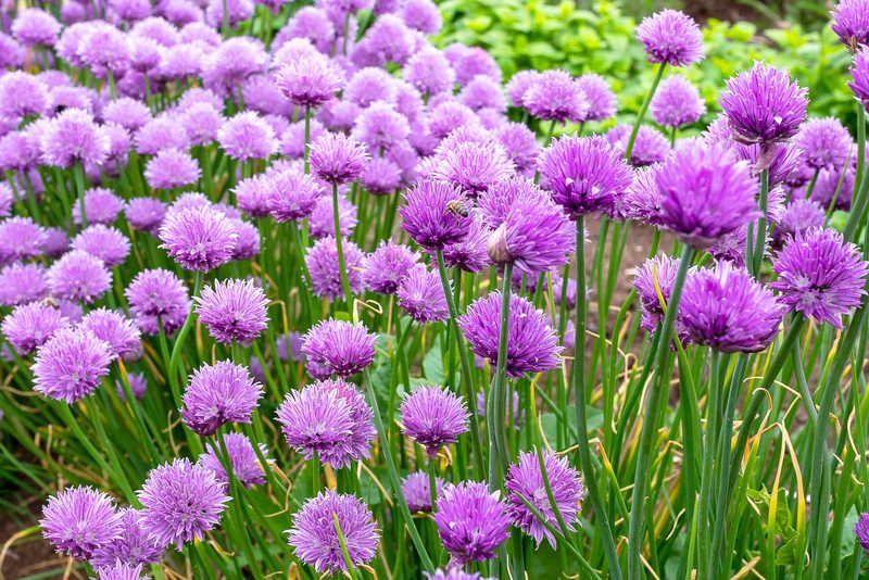 Diese Blüten sind essbar