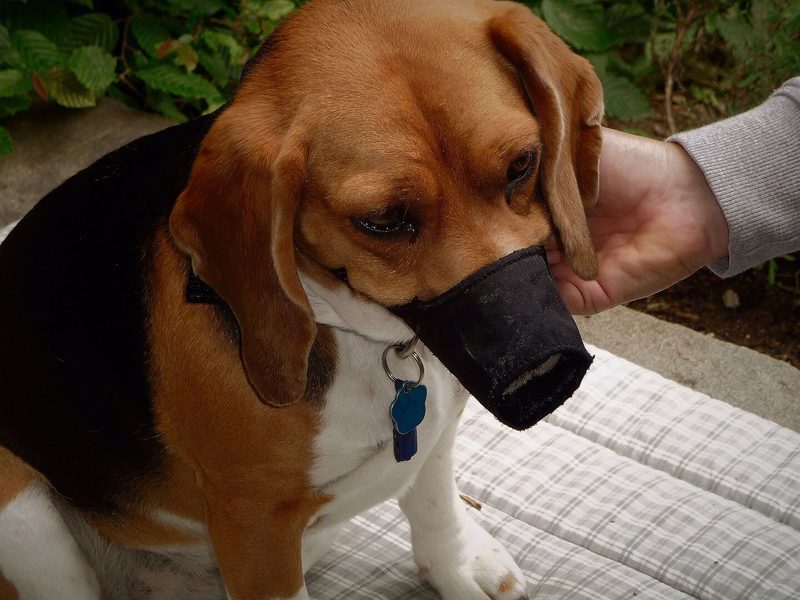 Für die Wahl des Maulkorbes wird ein Fachgeschäft empfohlen, denn der Tragekomfort ist für den Hund essenziell.
