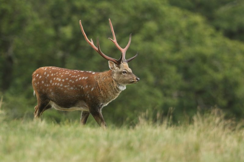 Der Sikahirsch: Eingeführter Ausbrecherkönig