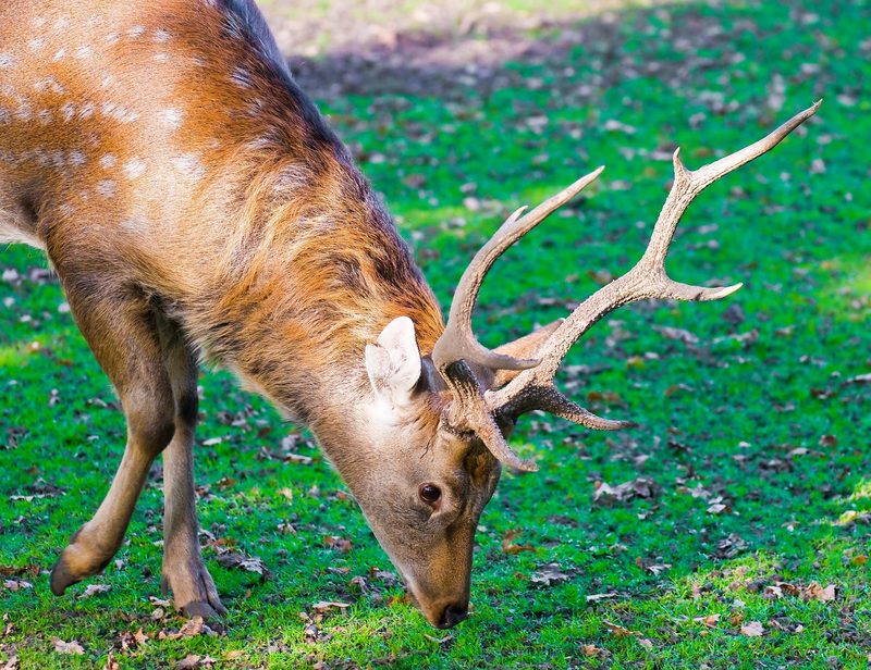 Der Sikahirsch: Eingeführter Ausbrecherkönig