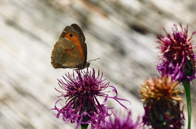 Ein Ochsenauge auf einer Flockenblume nahe des Teichs im vielschichtigen Garten Hanspeter Latours.