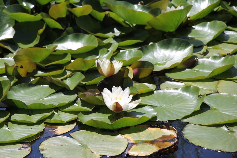 Hanspeter Latour zeigt seinen Naturgarten