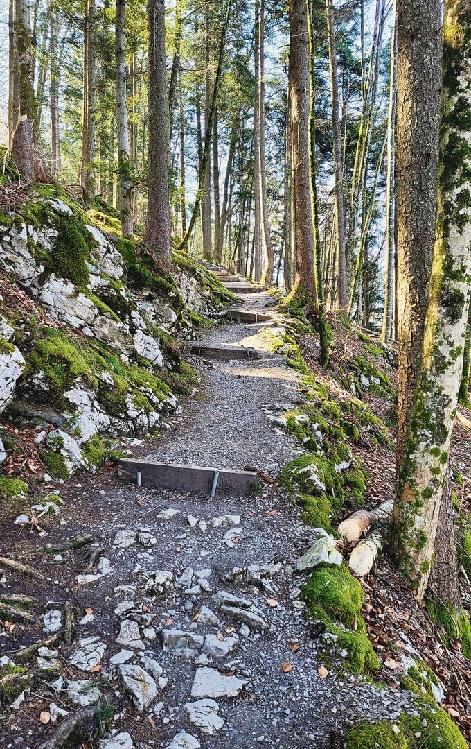 Nach dem flachen ersten Abschnitt dem See entlang zieht der Waldweg in Richtung Emmetten an.