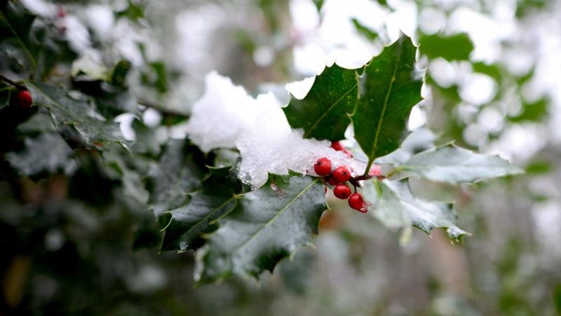 Stechpalme mit Schnee drauf