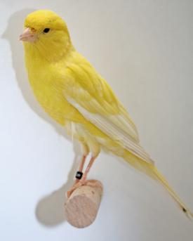 Berner Kanarienvogel