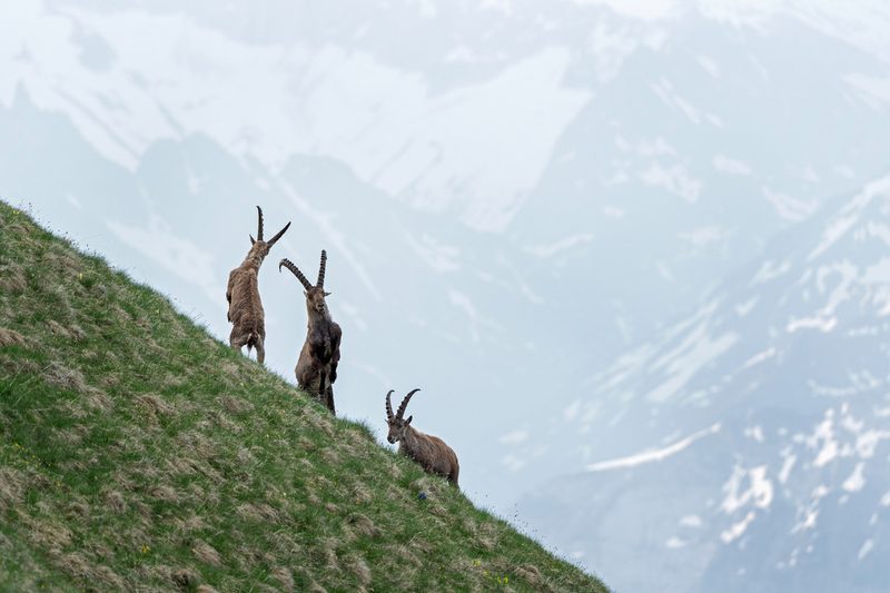 Mountain Wilderness Schweiz setzt sich für wilde Berge ein
