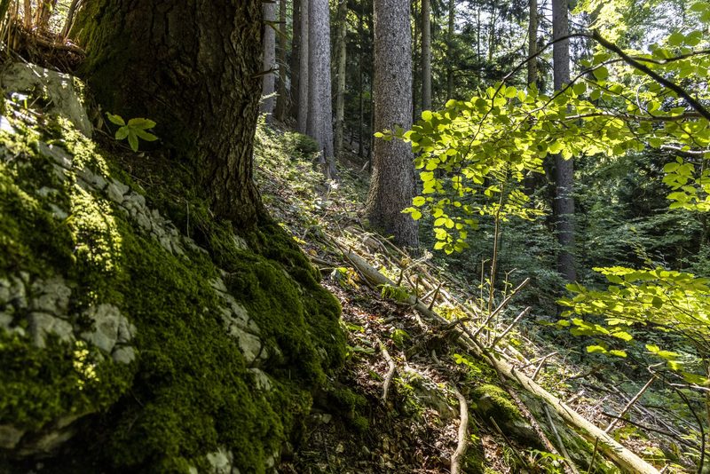 Der seltene Gartenschläfer ist zurück