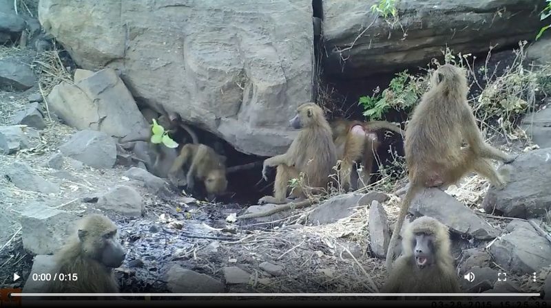 Mit Fotofallen online auf Safari