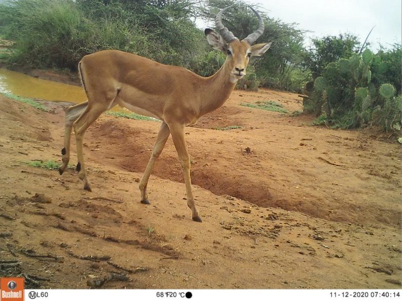 Mit Fotofallen online auf Safari