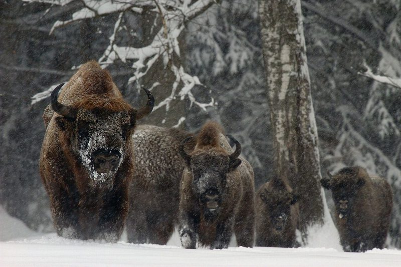 Fotograf Klaus Nigge bringt vergessene Tierarten wieder vor die Linse