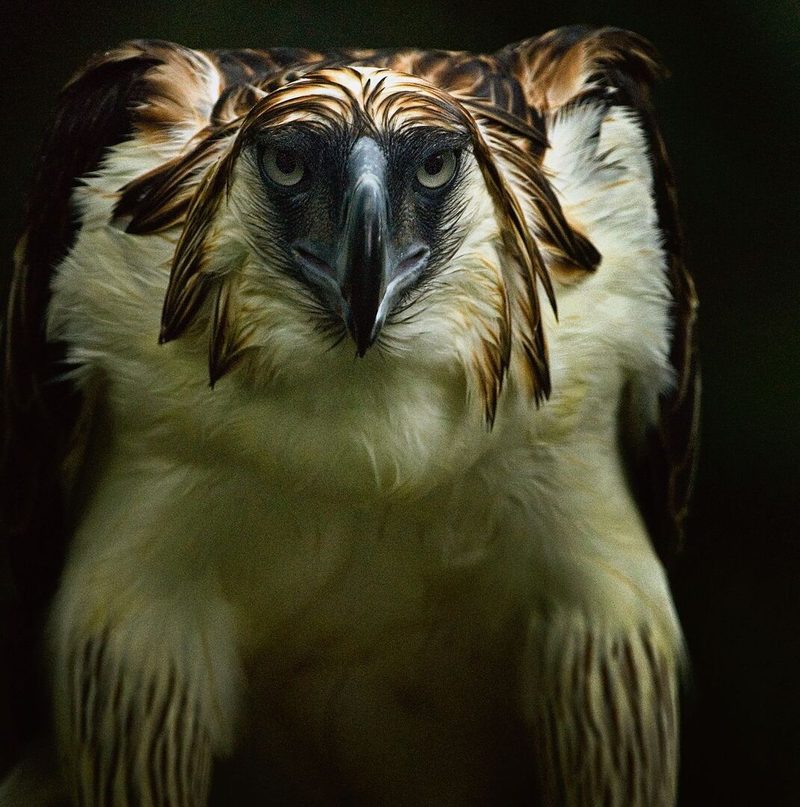 Nur noch etwa 400 Philippinenadler gibt es.
