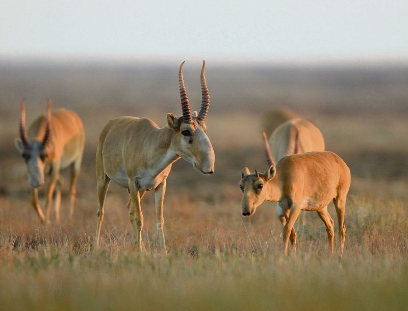 Saiga-Antilopen sind an ihrer rüsselartigen Nase erkennbar.