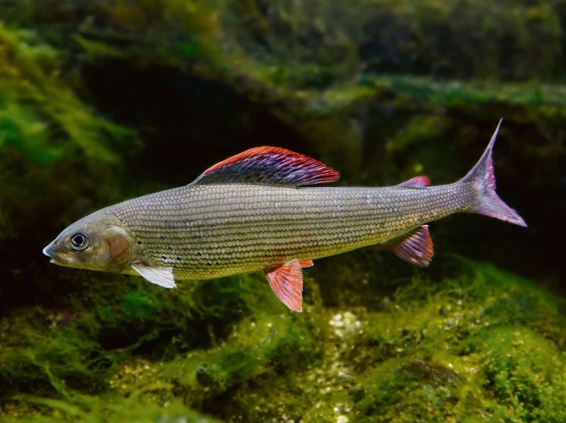 Fünf einheimische Fische, die Sie kennen sollten
