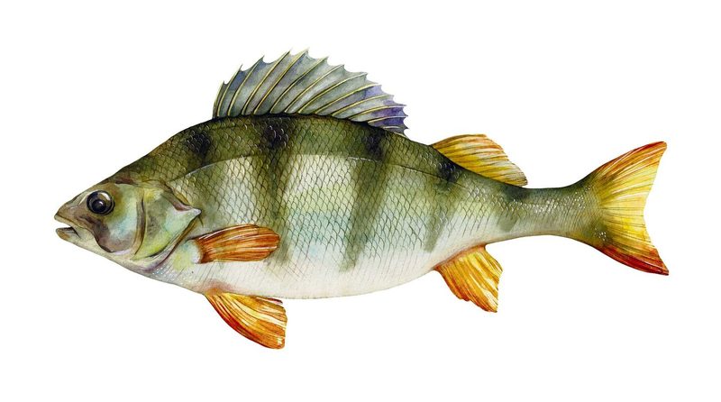 Egli