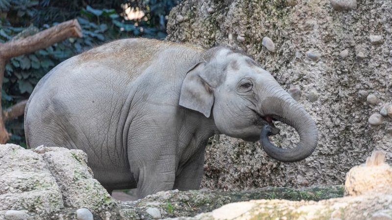 Elefant