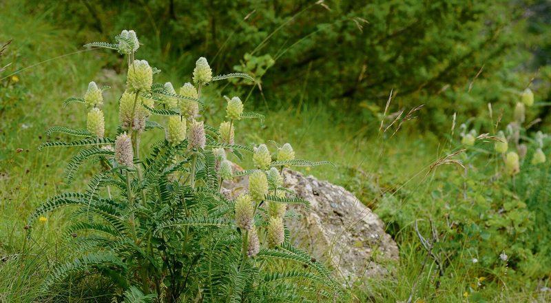Blumen