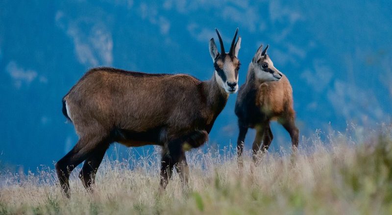 einer Tragant-Art (oben), die ausschliesslich im Aostatal wächst.