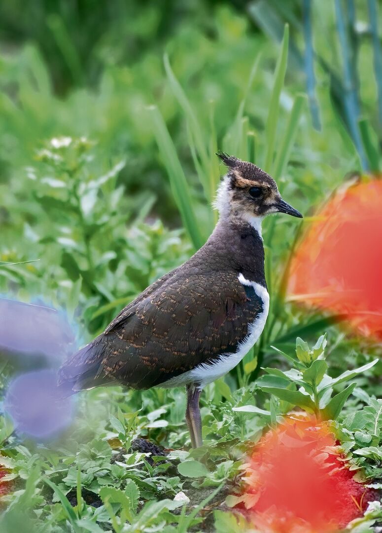 Ein junger Kiebitz bei Ins im Grossen Moos.