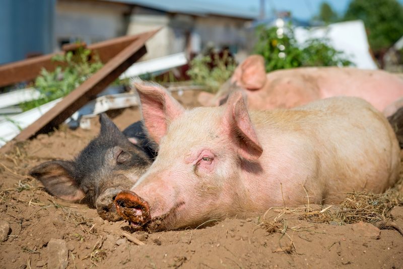 «Du blöde Kuh!» und «Du dummes Schwein!»