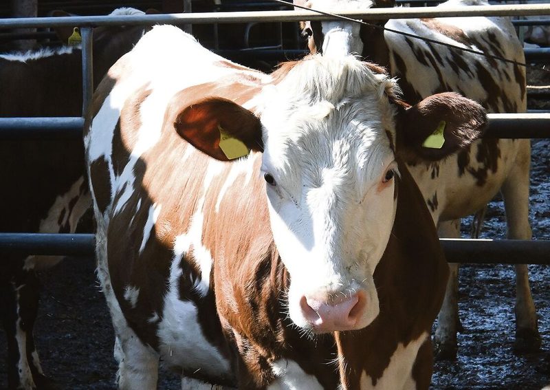Der Hofladen (oben) der jungen Landwirtin Sophie Bührer (mitte) lebt unter anderem von den Milchprodukten der hofeigenen Kühe (rechts).