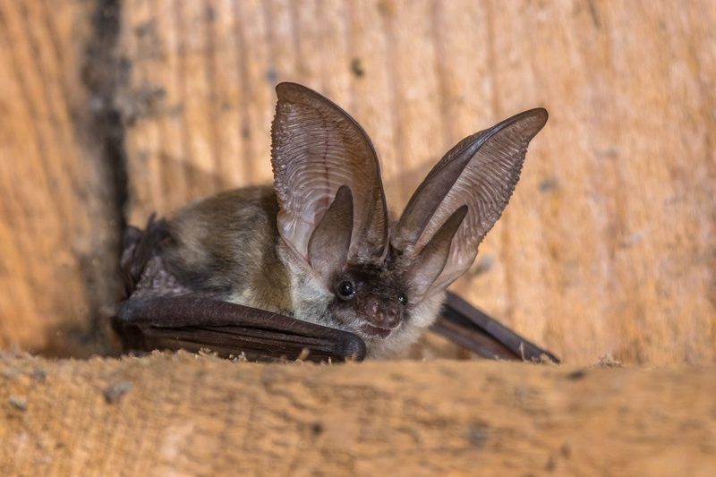 Diese Tiere gelten in der Schweiz als gefährdet
