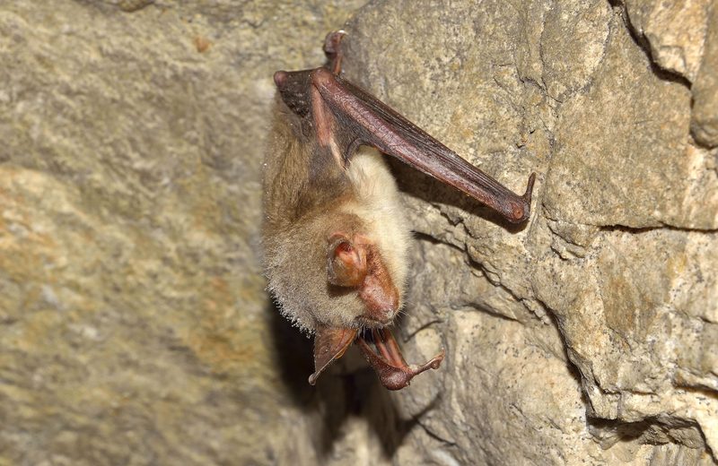 Diese Tiere gelten in der Schweiz als gefährdet