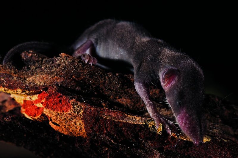 Etruskerspitzmaus