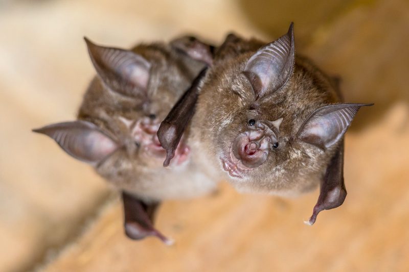 Diese Tiere gelten in der Schweiz als gefährdet
