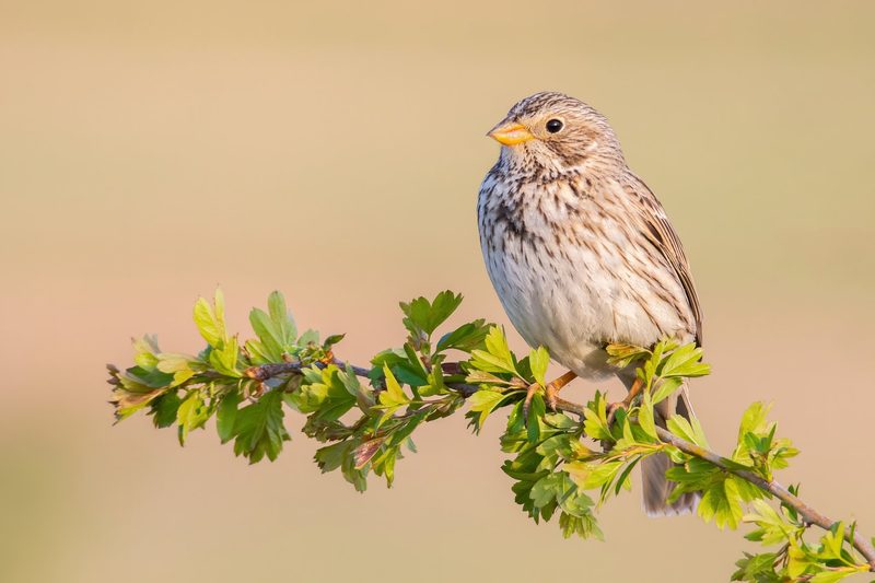 Diese Tiere gelten in der Schweiz als gefährdet