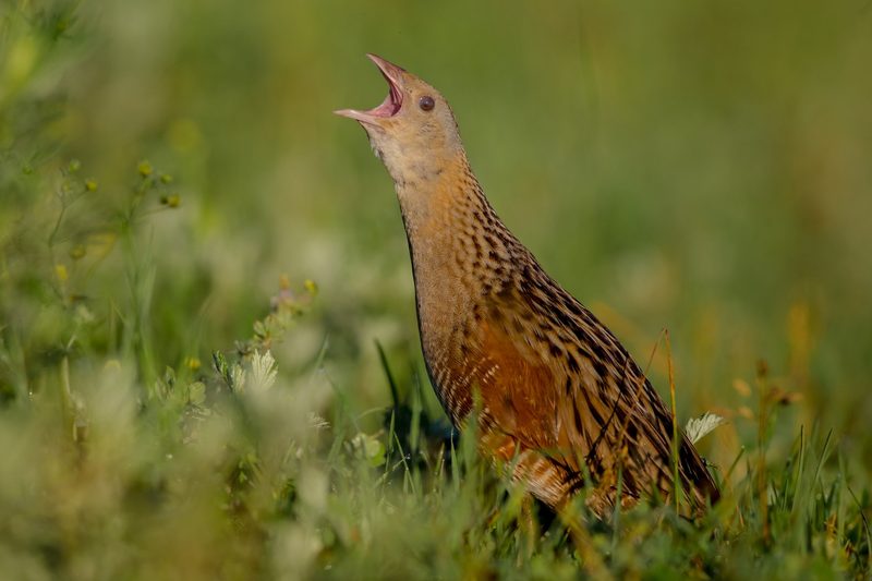 Diese Tiere gelten in der Schweiz als gefährdet