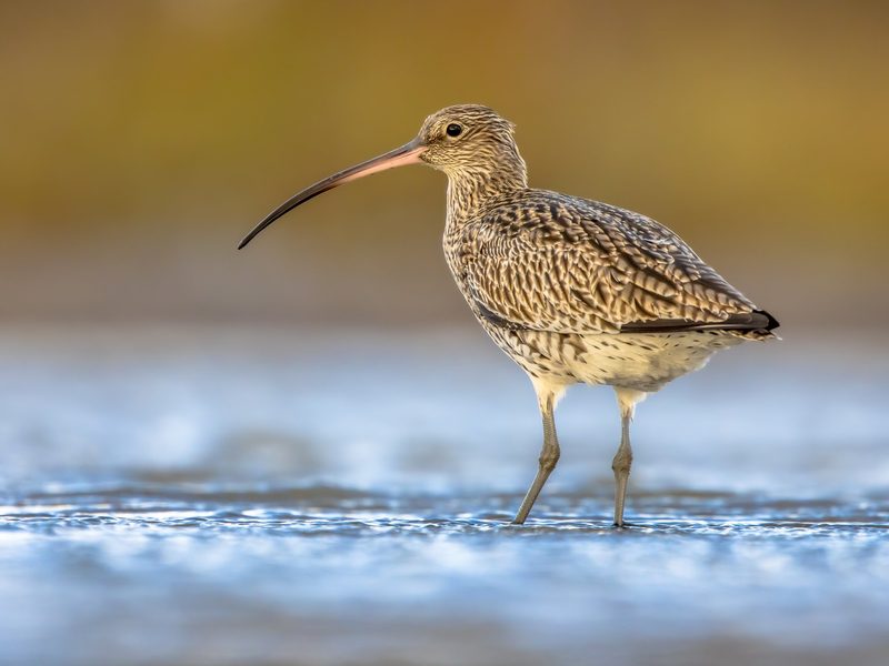 Diese Tiere gelten in der Schweiz als gefährdet