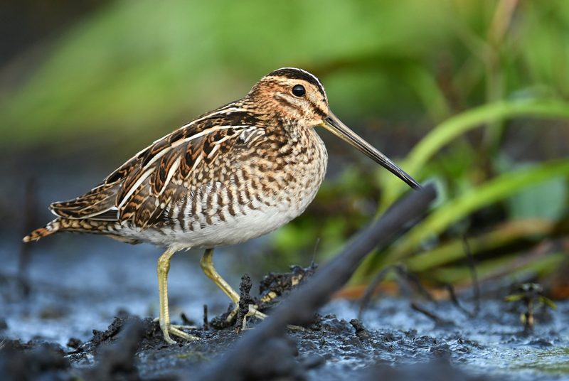 Diese Tiere gelten in der Schweiz als gefährdet