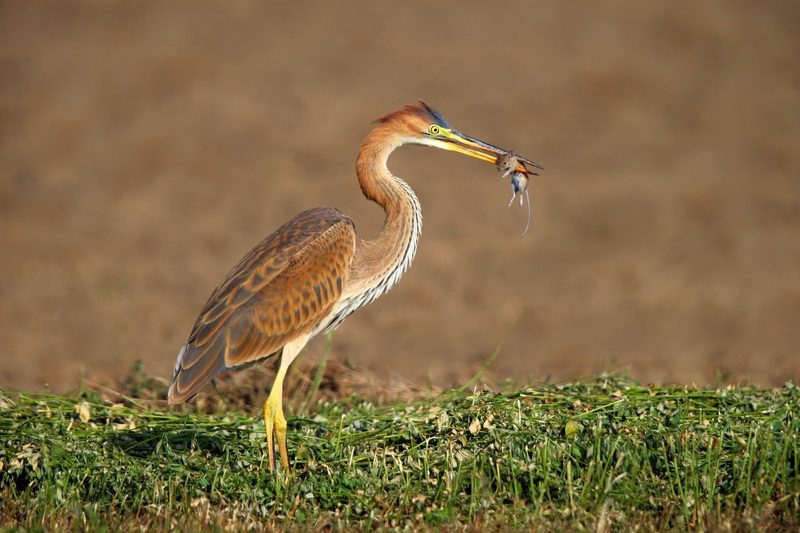 Diese Tiere gelten in der Schweiz als gefährdet
